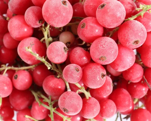kırmızı frenk üzümü